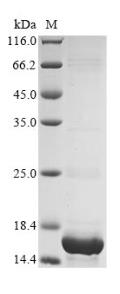 SDS-PAGE (DEK-1385H).jpg